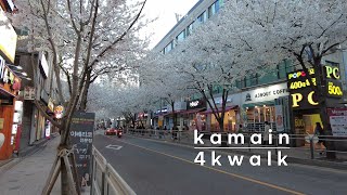 [4k korea] 서울 동작구 노량진 벚꽃 길 산책, 2021.03.29