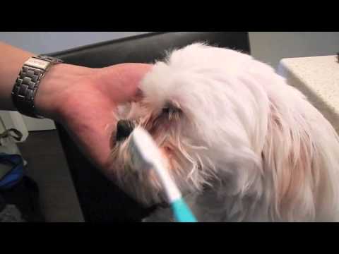 Review: Tear Stains Removal Products Review: Tear Stains Removal Products