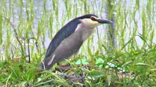 野鳥ササゴイ　デモ