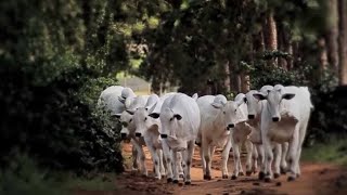 Cow's Discipline