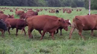 Greg Judy with cattle mob move at 65 days rest, accumulating winter stockpile.