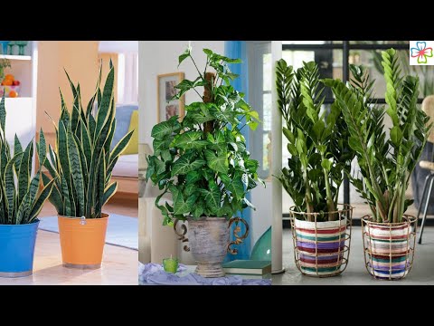 Which plant absorbs the most co2?