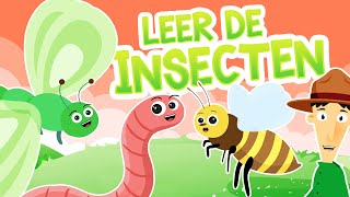 Insecten in het Nederlands / Leerzame tekenfilm over insectensoorten