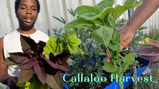 My Callaloo Harvest, Life In Australia 🇦🇺 (Jamaican) Agriculture