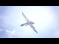 monster hunter world iceborne gmv survivor updated