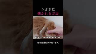 うさぎの懐かせ方！初心者必見！