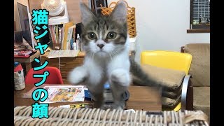 猫の2メートルジャンプの瞬間