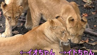 イオちゃん大好きなイトちゃん♡旭山動物園にて