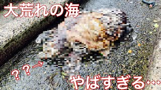 大荒れの海でガサガサしてみた【潮溜まりガサガサ】