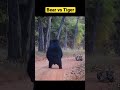 bear vs tiger