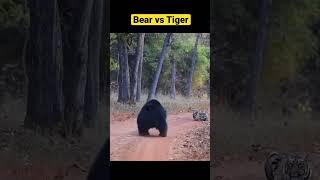 Bear Vs Tiger