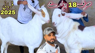 Wali Kareem Goat Farm Heavy Quality bakra Le Aya 😍 || Qurbani 2025 || Bakra Mandi || Goats