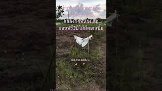 ที่ดินผ่อนได้3ปี❌ไม่มีดอกเบี้ย ขนาด 200-400 ตรว.คลอง14 อ.หนองเสือมีรั้วคาบอยจองก่อนได้แปลงสวยๆก่อน💯