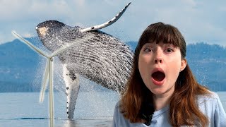 The Surprising Connection Between Humpback Whales and the Future of Wind Energy