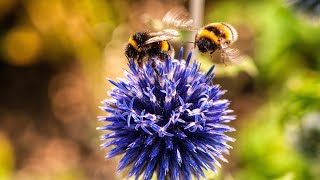 World Bee Day - Professor Sheila Colla Offers Tips on Bee Conservation