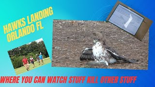 Florida Man Takes on Hawks Landing