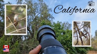 POV BIRD PHOTOGRAPHY in the Tijuana River Valley !  (California Part 7)