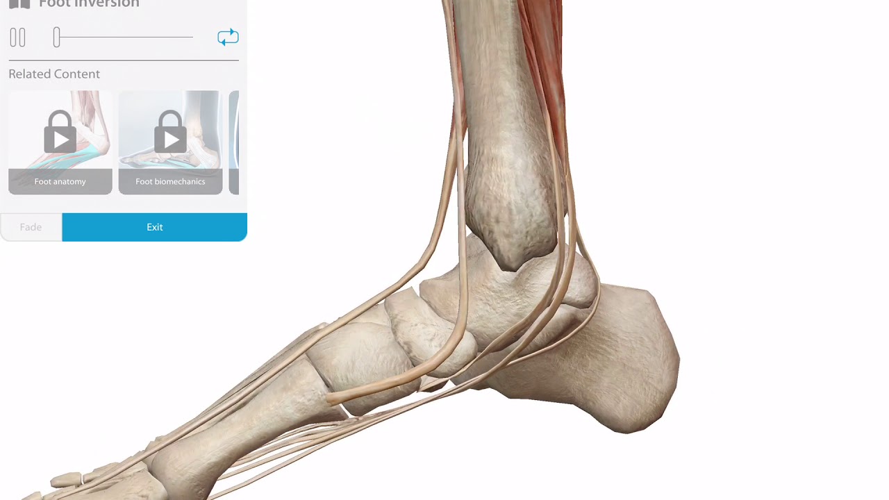 Inversion Of Foot Muscles