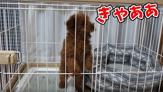 初めてのお留守番で大悲鳴【トイプードルの子犬】