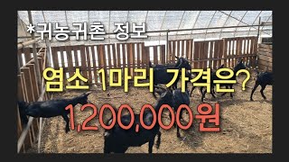 귀농귀촌 정보) 요즘 염소 1마리 가격은? 1,200,000원 #염소농장 #염소키우기 #시골살이 #귀농일기 #귀촌생활 #농튜브