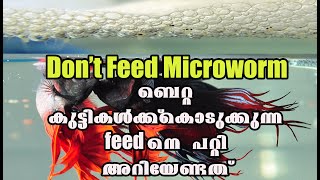 What To Feed For Betta Fry ബീറ്റാ കുഞ്ഞുങ്ങളുടെ ഭക്ഷണം|Ep12