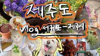 Ep.2 제주도,아직 여기를 안가봤다고? 🐈🐕고양이가 있는 숨은 정원카페 JEJU vlog