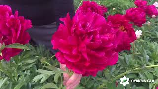 King's Ransom peony. Кингс Рэнсом пион. Пулков сад (2024 г)