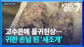 [여기는 전남] 고수온에 품귀현상…귀한 손님 된 ‘새조개’ / KBS  2025.02.13.