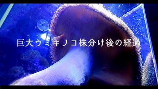 ウミキノコの株分け後の経過観察❀海水魚水槽 アクアリウム