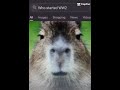 capybara capybara fyp youtubeshorts meme funny