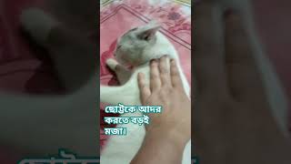 #tushumao #cat #cute #funny #foryou   ছোট্ট একেবারে ছোট্ট।