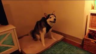 Sneezing husky explosion meme