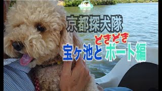 【京都探犬隊　トイプードル】宝ヶ池をお散歩！まるで動物園みたいに生き物が沢山‼ボート初体験(^▽^)