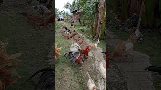 Manok Manok #byahe #lalamove #boholvlogger #hanapbuhay #vacation