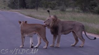 Vuyela Brother Mating with River Pride Lioness during the Floods