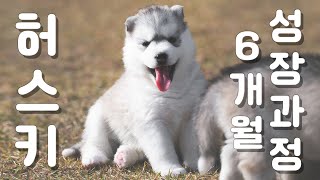 Baby Puppy 6-month Growth Progression, | Siberian Husky