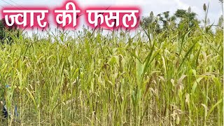 ज्वार की फसल Jwar ki kheti kaise karen | jwar ki kheti kesse kre | jwar ki kheti kese hoti h ||