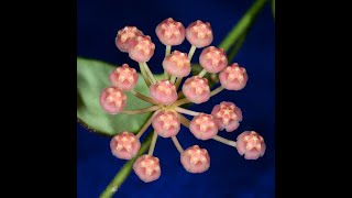 Hoya bilobata - flor de cera - muda pequena
