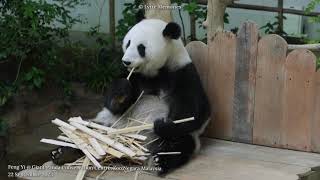 Giant Panda Feng Yi 大熊猫凤仪 @ Giant Panda Conservation Centre, Zoo Negara Malaysia (22 September 2023)