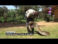 AFRICAN GIANT PYTHON IN UGANDA