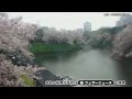 桜ライブカメラ／「東京都千代田区千鳥ヶ淵」ライブカメラより　2023年3月28日（火）