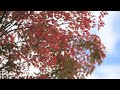 箱根ガラスの森 紅葉状況 2009年11月4日撮影