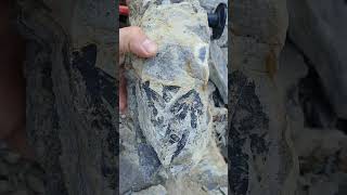 #whitby #fossilhunter finds ancient plant #fossil from the #jurassic #shorts