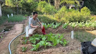 农村光棍自己种菜，小菜园打理得好，今日给菜苗松土 #我的乡村生活 #我的小菜园#广西阿大#家常菜#农村生活