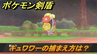 ポケモン剣盾　キュワワーを捕まえる方法！オススメの場所は？天気は？ポケモン図鑑コンプへの道！　最新版【ポケモンソード・シールド】