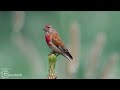 eurasian linnet bird song sound call chirp melody linnet chirping