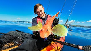 Kayak Fishing with Kabura's for Monster Red Gurnard and more!