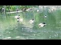 common shelduck in netherlands