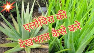 एलोविरा की देखभाल कैसे करे#loveofgardeningwithme #plant #aloevera