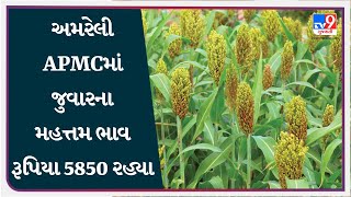 Mandi : અમરેલી APMCમાં જુવારના મહત્તમ ભાવ રૂપિયા 5850 રહ્યા | APMC | GUJARAT | #Tv9D